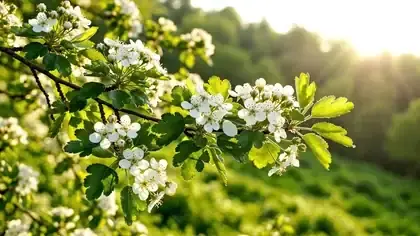 A hawthorn branch with clusters of small white blossoms and green leaves swaying in a spring breeze